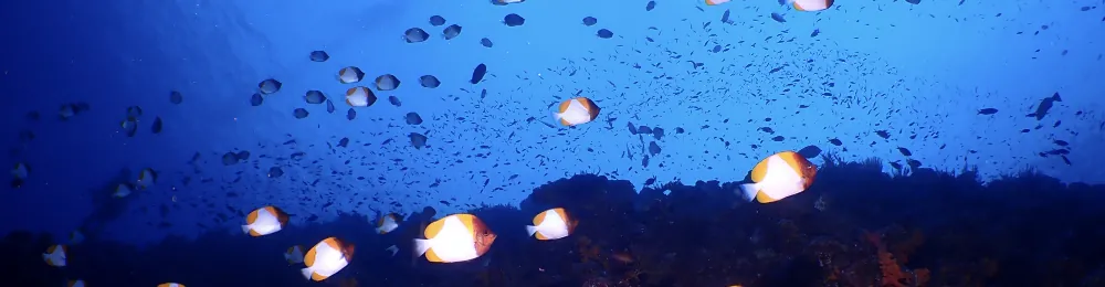 ツアープラン